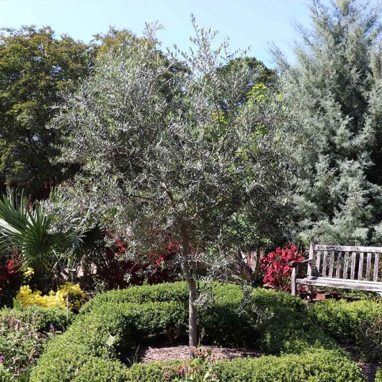 Arbequina Zeytin Fidanı Arbequina Zeytin Fidanı