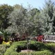 Arbequina Zeytin Fidanı Arbequina Zeytin Fidanı