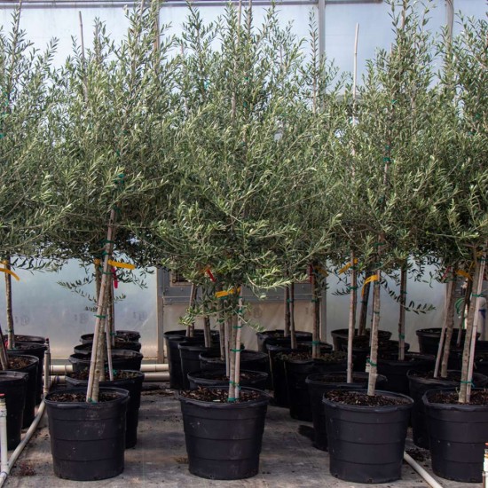 Arbequina Zeytin Fidanı Arbequina Zeytin Fidanı