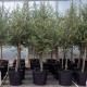 Arbequina Zeytin Fidanı Arbequina Zeytin Fidanı