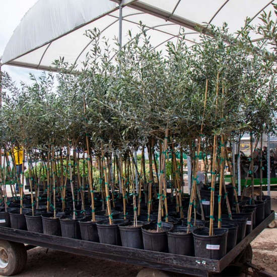 Arbequina Zeytin Fidanı Arbequina Zeytin Fidanı
