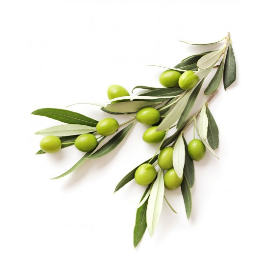 Arbequina Zeytin Fidanı Arbequina Zeytin Fidanı