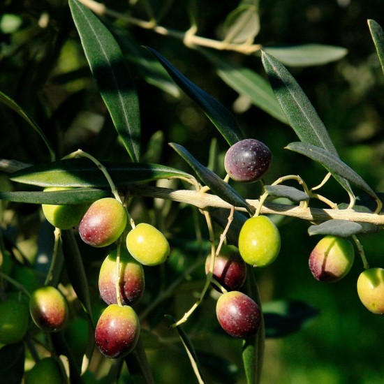 Frantoio Zeytin Fidanı 