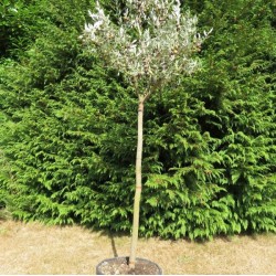 Leccino Zeytin Fidanı 