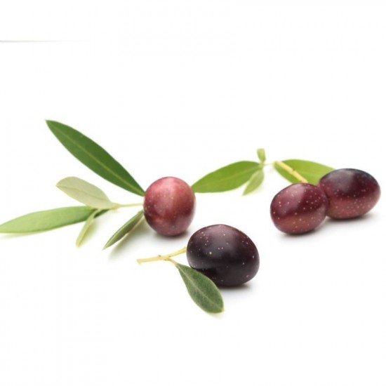 Leccino Zeytin Fidanı Leccino Zeytin Fidanı