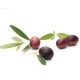 Leccino Zeytin Fidanı Leccino Zeytin Fidanı